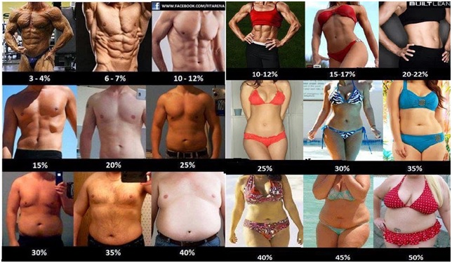 Body Fat Percentage