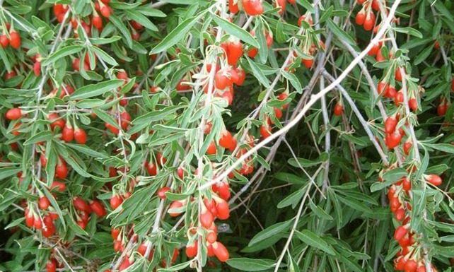 годжи бери прием