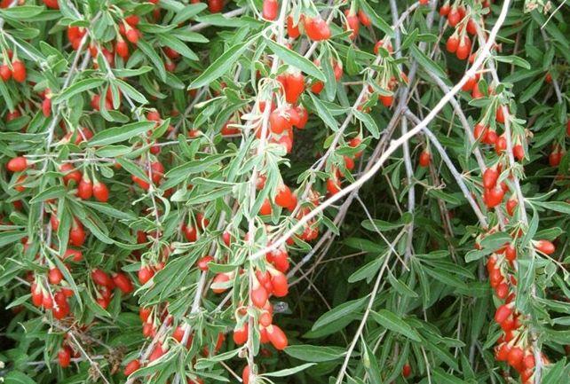 годжи бери прием