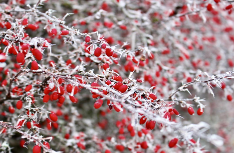 Годжи бери за отслабване?