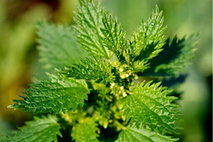 Детокс с билки и натурални средства 