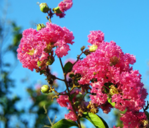 Детокс с билки и натурални продукти: ползи, примери и рецепти