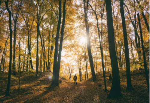 Как да правите ефективно пречистване и детокс през четирите сезона?