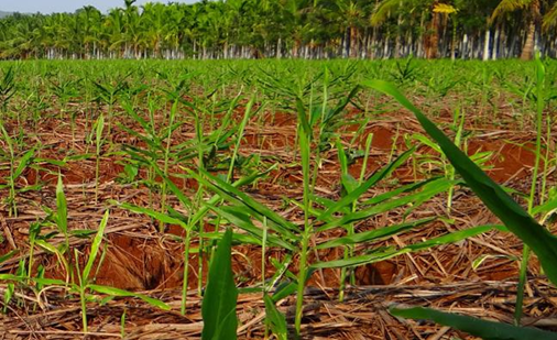 Джинджифил за отслабване?