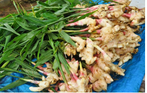 Джинджифил за отслабване?