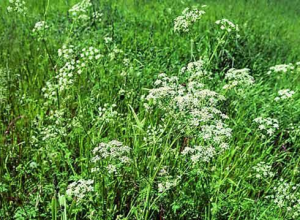 Кимион за отслабване?