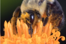 15 суперхрани за по-добър живот и по-крепко здраве