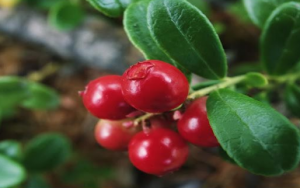 Горски плодове за детокс на черния дроб