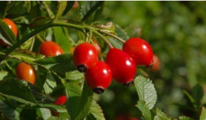 Кои храни съдържат повече витамин C?