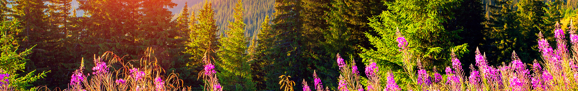 Main picture LP page