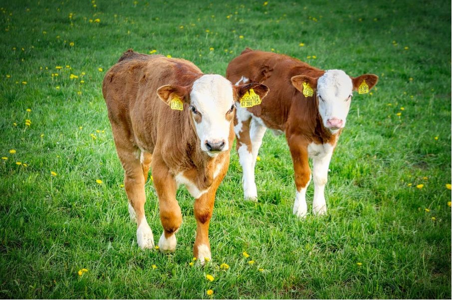 Видовете месо като част от здравословното отслабване