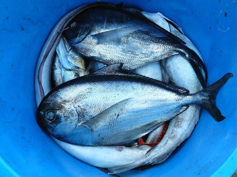 Риба и морски дарове при отслабване