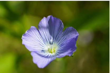 Може ли да се приема ленено семе за отслабване и как?